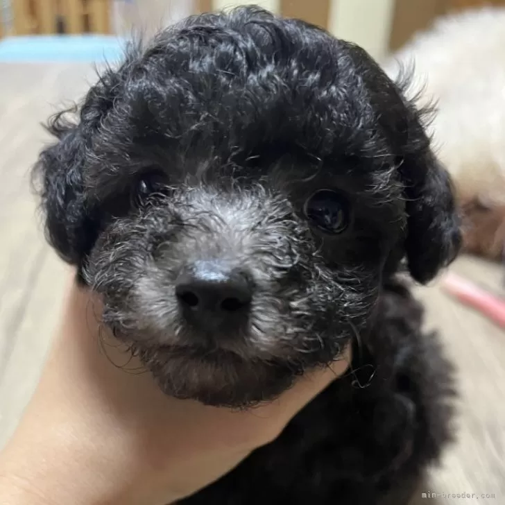 ID:2404-06906の子犬