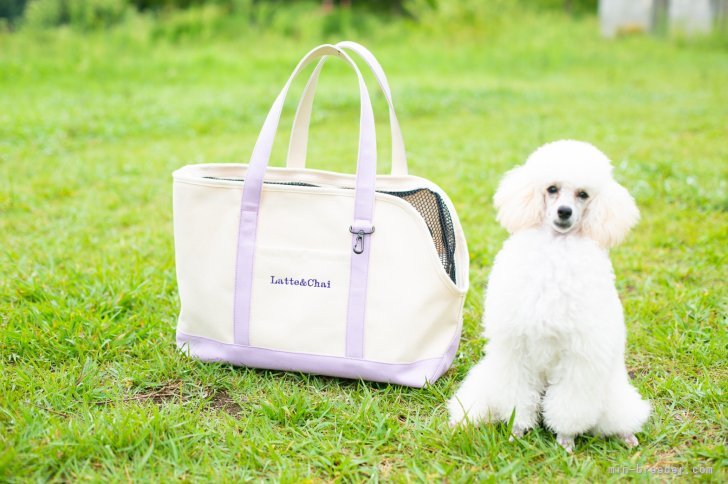 大山　智子(おおやま　ともこ)ブリーダー(香川県・JKC登録)の紹介写真1