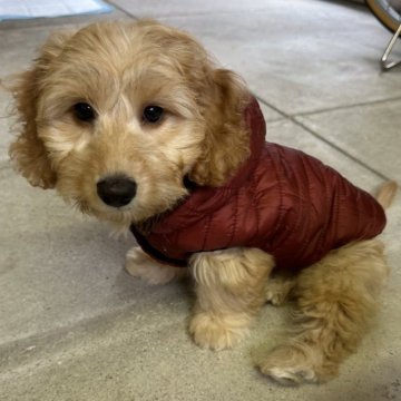 【香川県・男の子・2025年7月30日・アプリコット】の写真「🎃ハロウィン🎃価格で～す❣️お早めに
❣️」