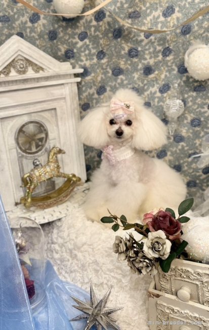 マイクロティーカッププードル2歳時の体重1.1kgのS君！素敵なご家族様にお迎えいただきました😊｜小川　智美(おがわ　ともみ)ブリーダー(埼玉県・JKC登録)の紹介写真1