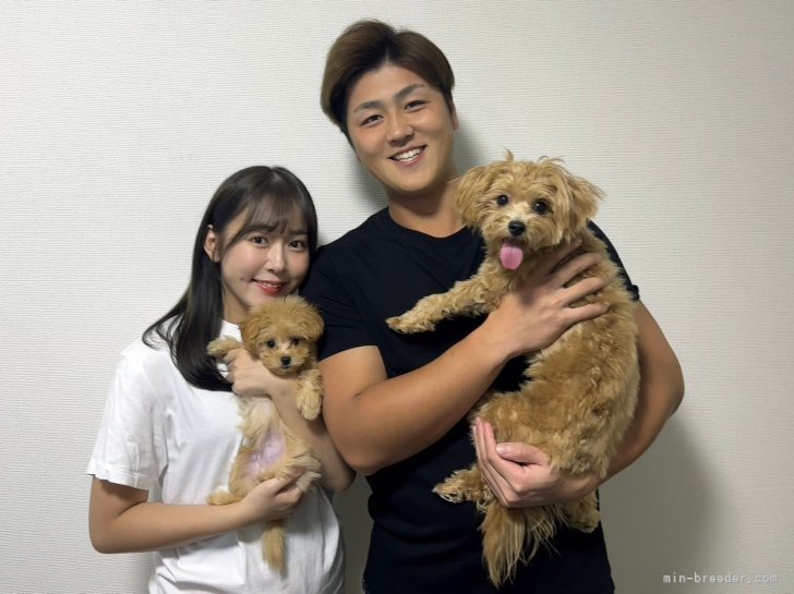 千葉ロッテ山口選手ご夫妻に当犬舎のワンちゃんをお迎えいただきました😊先住犬のkちゃんと仲良くね💓｜小川　智美(おがわ　ともみ)ブリーダー(埼玉県・JKC登録)の紹介写真3