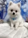ポメラニアン【埼玉県・男の子・2025年6月25日・ホワイト】の写真11