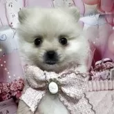 ポメラニアン【埼玉県・女の子・2025年9月22日・クリーム】の写真12