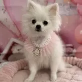 ポメラニアン【埼玉県・女の子・2025年5月14日・ホワイト】の写真13