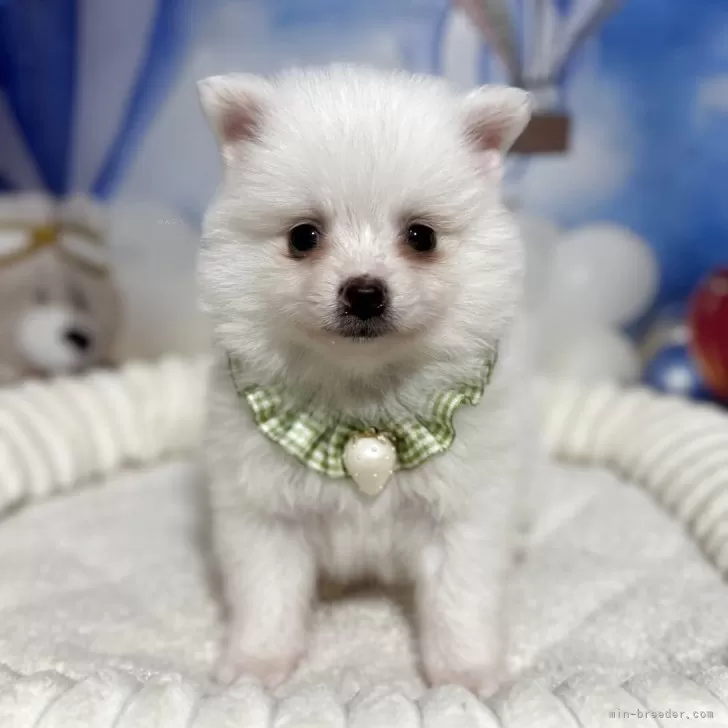ID：2508-00597の子犬