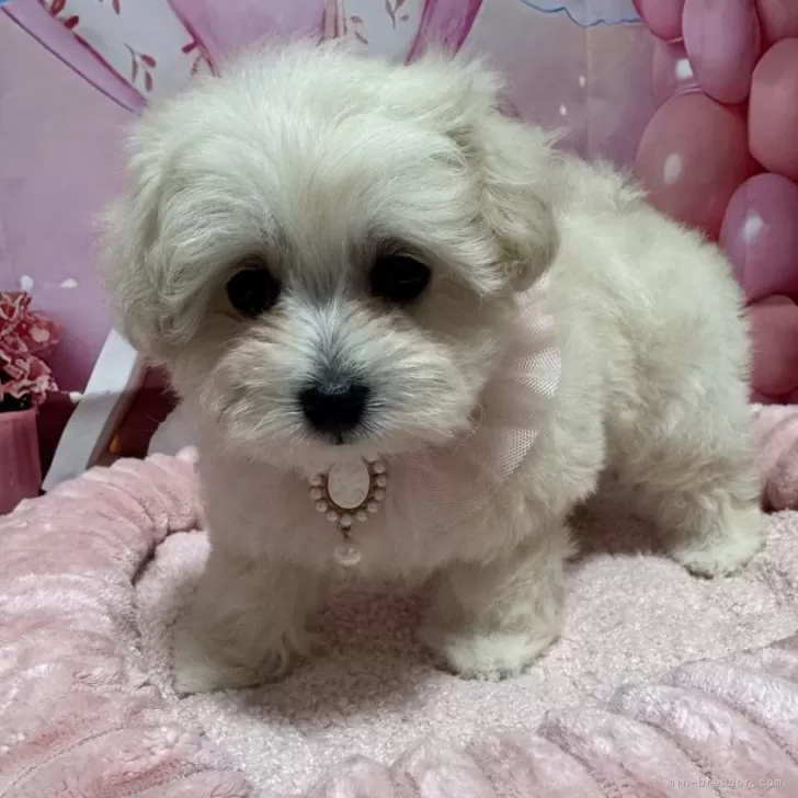 H.O 様のお迎えした子犬