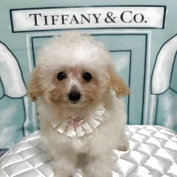 N.K 様のお迎えした子犬