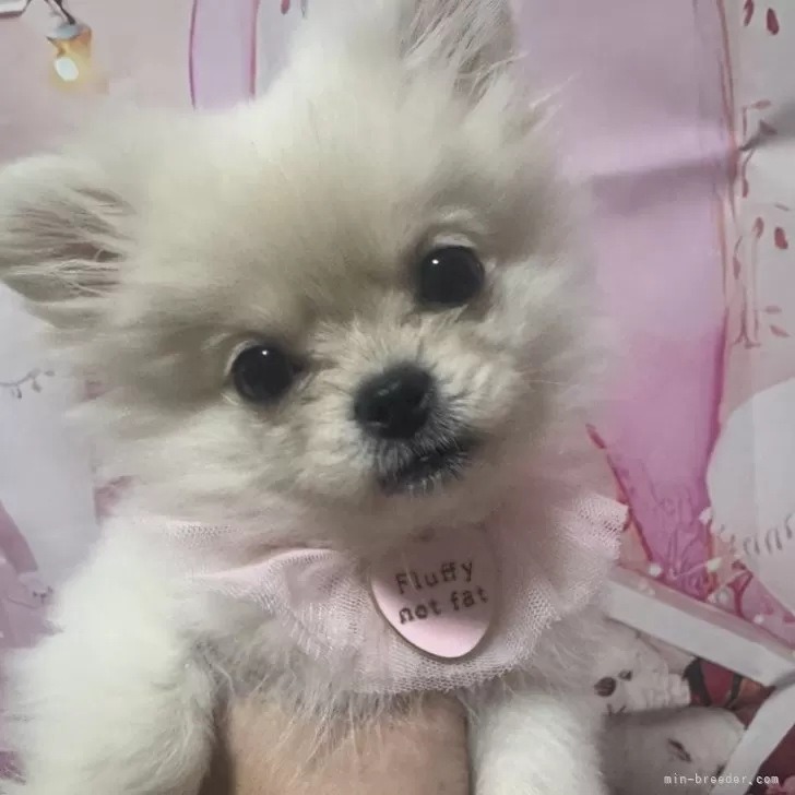 ID:2412-00410の子犬