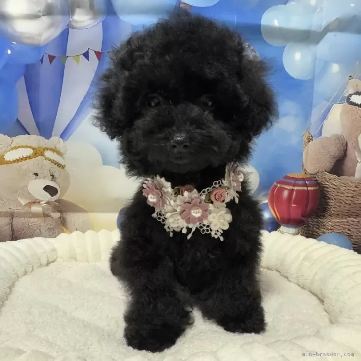 ID：2412-01399の子犬