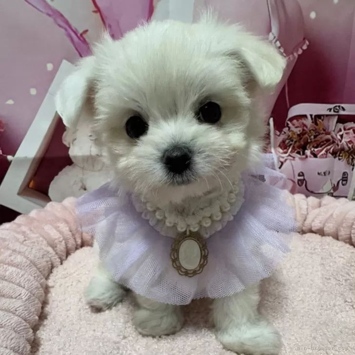 ID：2412-00644の子犬