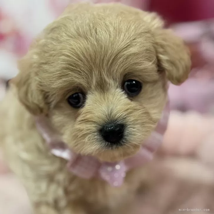 ID：2504-03615の子犬