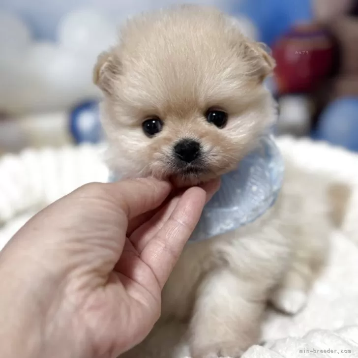 N.M 様のお迎えした子犬