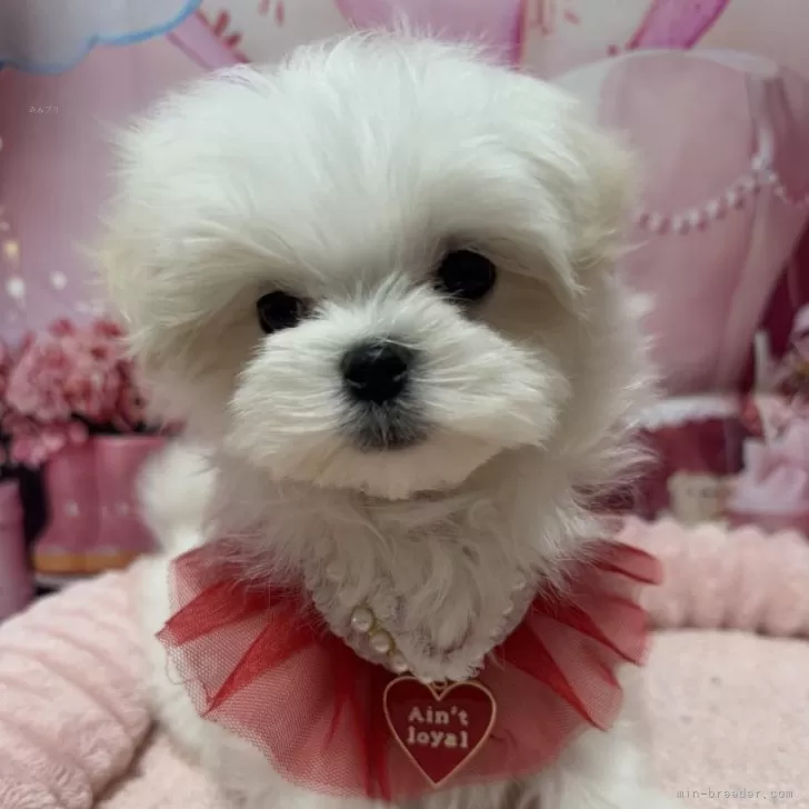 ID:2501-05692の子犬