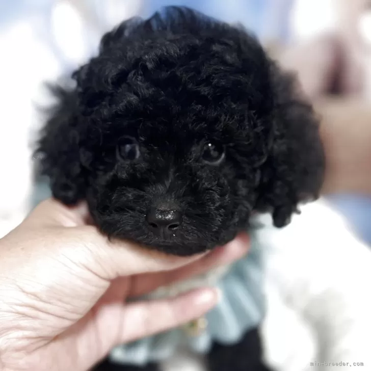 ミスターT 様のお迎えした子犬