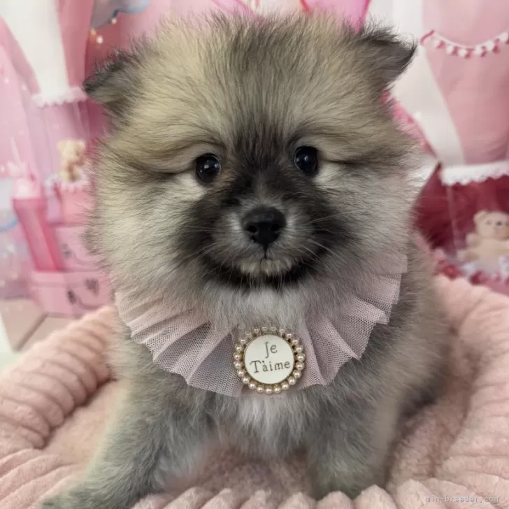 ID：2501-04004の子犬