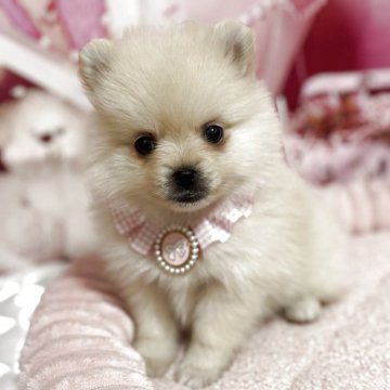 ポメラニアン【埼玉県・女の子・2025年9月22日・クリーム】の写真「小ぶりの可愛い女の子♡」