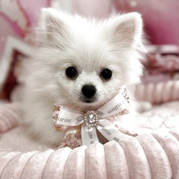 ポメラニアン【埼玉県・女の子・2025年5月14日・ホワイト】の写真「可愛い猿期中♡」