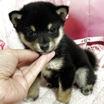 柴犬(豆柴)【埼玉県・女の子・2025年8月25日・黒】の写真「650gのこつぶちゃん」