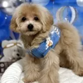 ティーカッププードル