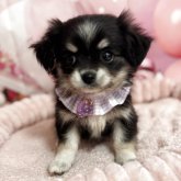 チワマル(マルチーズ×チワワ)