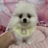 ポメラニアン