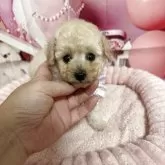 ティーカッププードル