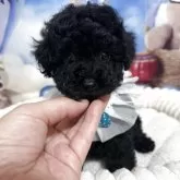 ティーカッププードル