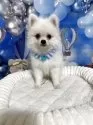ポメラニアン【埼玉県・男の子・2025年6月25日・ホワイト】の写真5