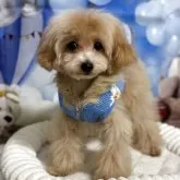 ティーカッププードル【埼玉県・男の子・2025年5月19日・アプリコット】の写真9