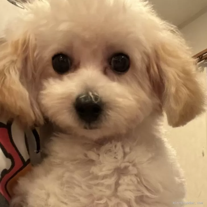 ID：2312-05495の子犬