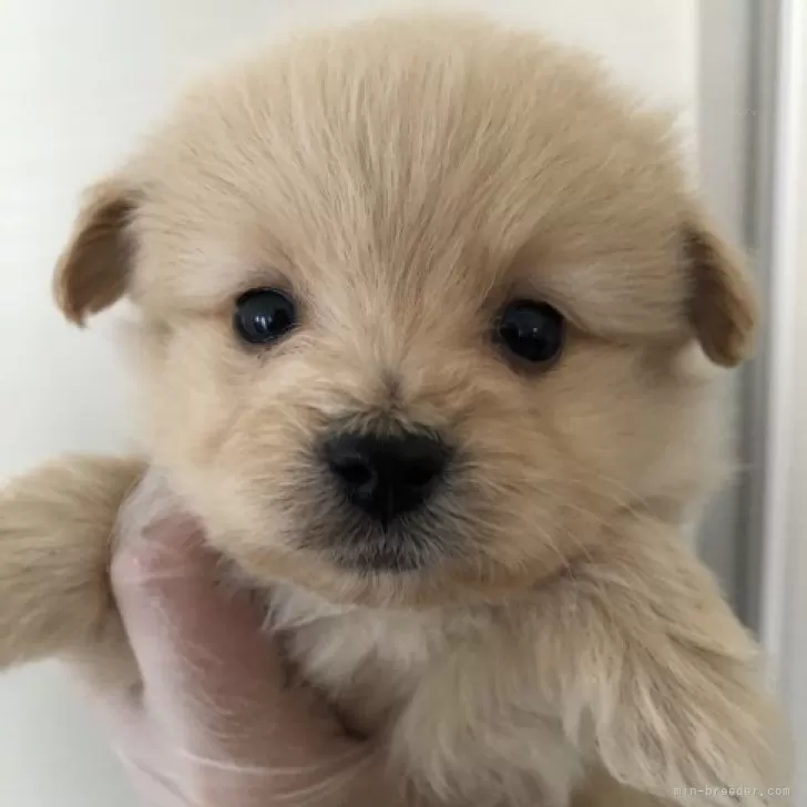 ID:2312-02378の子犬