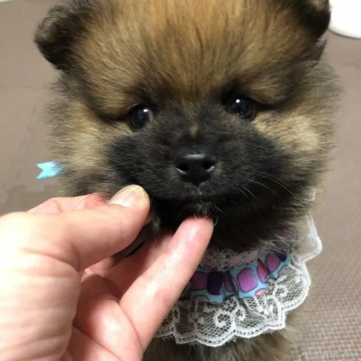 ID：2311-00376の子犬