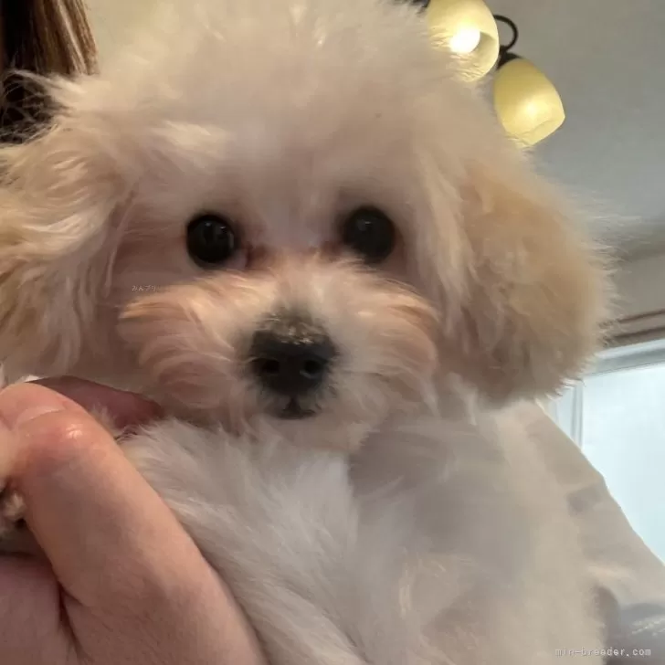 ID：2312-05531の子犬