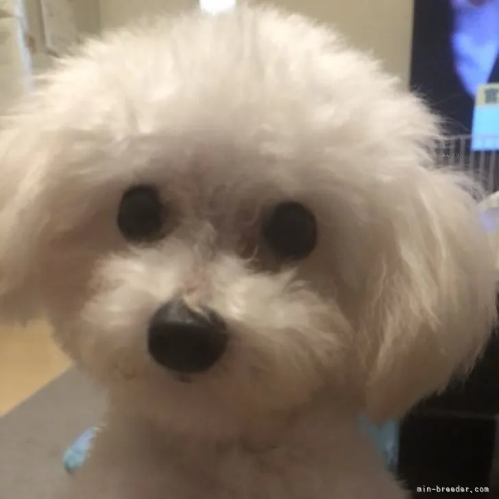 ID：2304-04396の子犬