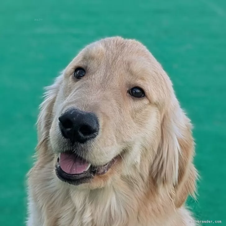 ゴールデンレトリバー【神奈川県・男の子・2024年4月16日・ゴールド】の写真1「クッキー♂、甘えん坊なのでカメラ向けると耳を倒して笑ったような表情をしてくれます❤」