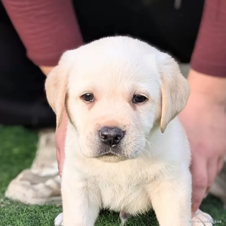 ID:2412-01741の子犬