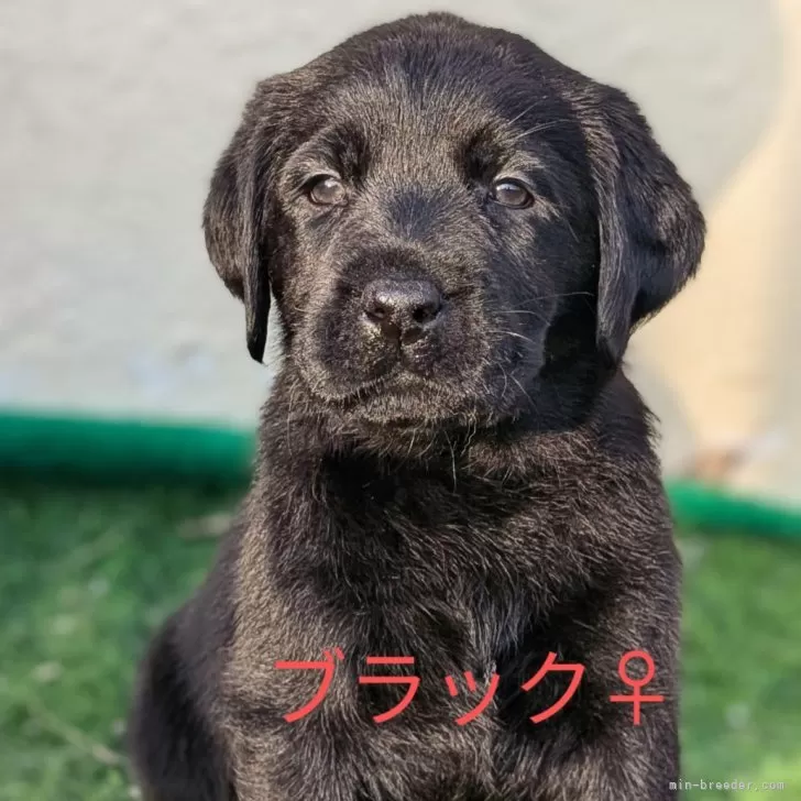 ID:2412-01986の子犬