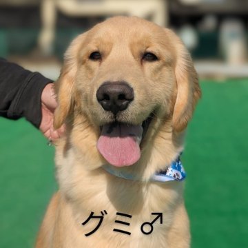 ゴールデンレトリバー【神奈川県・男の子・2024年4月16日・ゴールド】の写真「人大好き、犬慣れ完璧。家庭犬に最適です。」