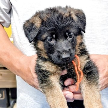 リサラーソン　ジャーマンシェパードブラック シェパードのブラック系の子犬を探す｜ブリーダー直販の子犬販売