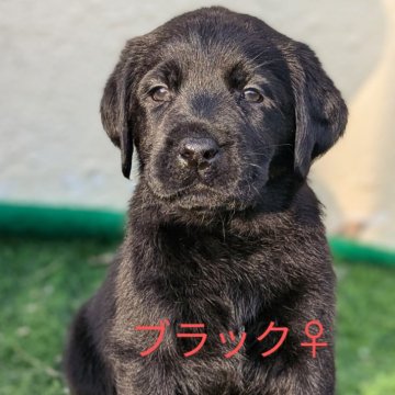 ラブラドールレトリバー【神奈川県・女の子・2024年10月23日・ブラック】の写真「おっとりした美人さん💕」