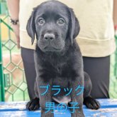 ラブラドールレトリバー