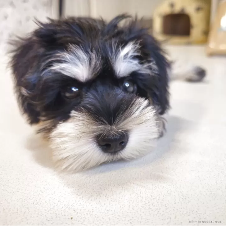 ID：2506-07925の子犬