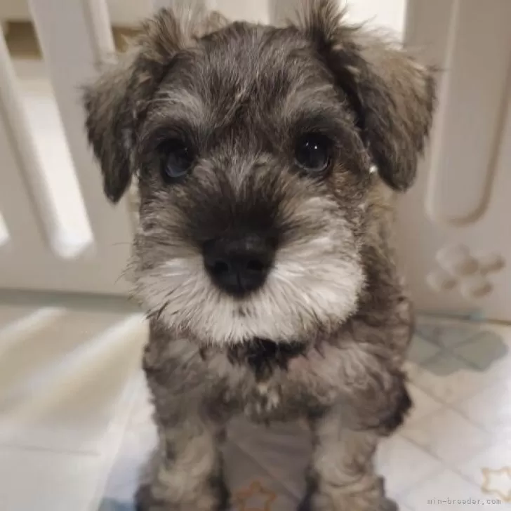 ID:2506-08182の子犬