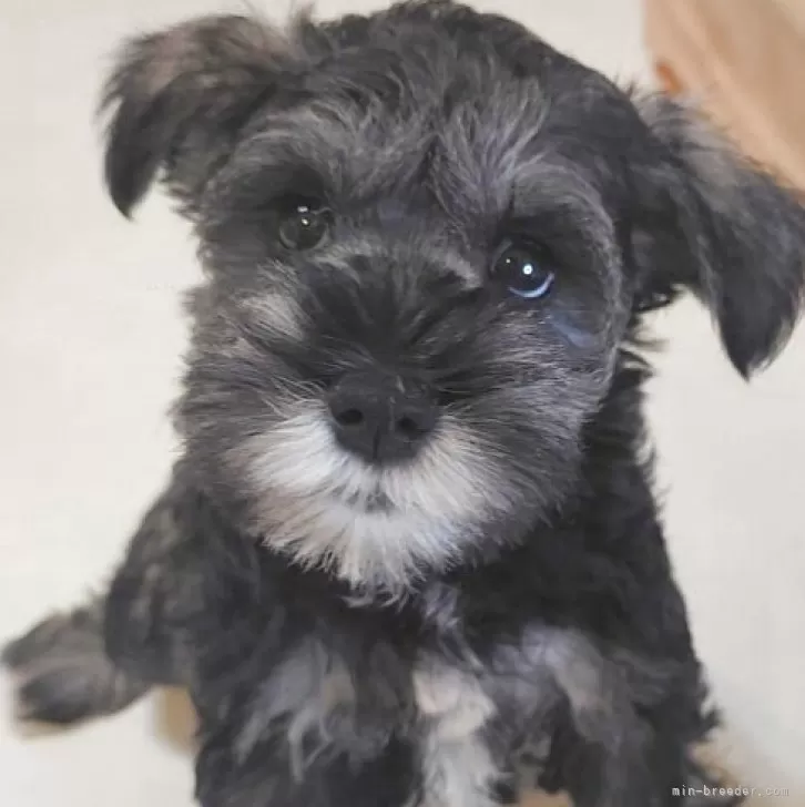 ID:2506-08181の子犬