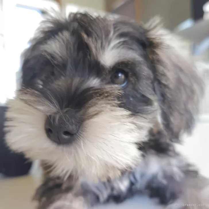 M.K 様のお迎えした子犬