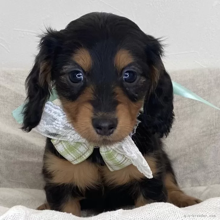 ID:2501-05600の子犬