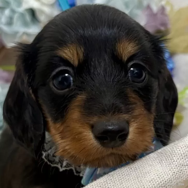 A.T 様のお迎えした子犬