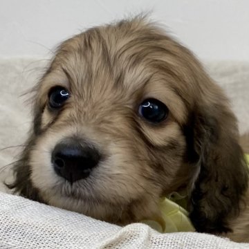 ミニチュアダックスフンド(ロング)【静岡県・女の子・2025年1月2日・シェーデッドイエロー】の写真「掲載期間2/27まで‼」
