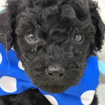 トイプードル(トイ)【静岡県・男の子・2025年5月3日・ブラック】の写真「真っ黒の毛色がかっこいい男の子👦🌟」