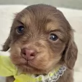 ミニチュアダックスフンド(ロング)【静岡県・女の子・2025年11月14日・チョコイエロー】の写真1